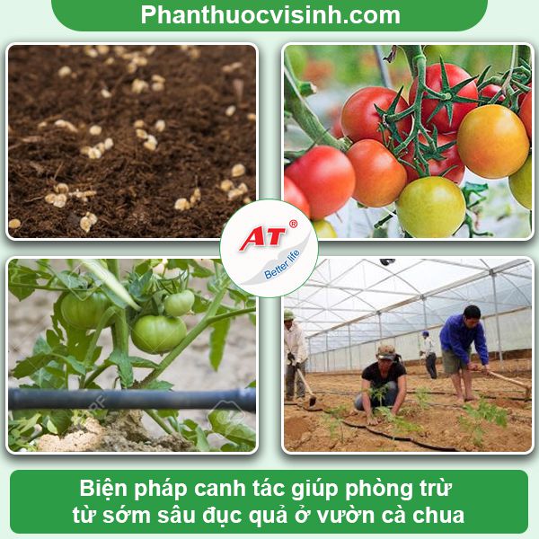 Sâu đục quả cà chua: Phòng trừ hiệu quả, an toàn