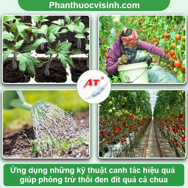 Cà chua bị thối quả: Phòng trừ nhanh chóng, an toàn