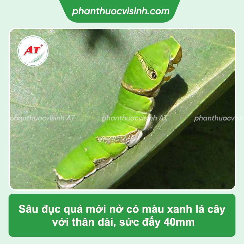 Sâu đục quả cà chua: Phòng trừ hiệu quả, an toàn