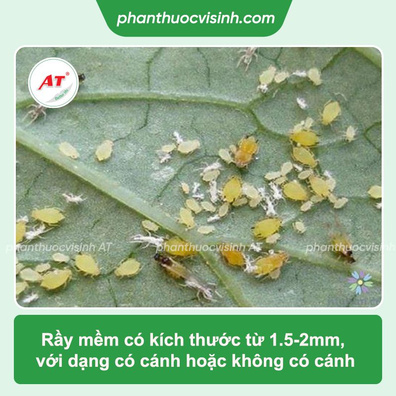 Rầy mềm hại cà chua: Phòng trừ hiệu quả, an toàn