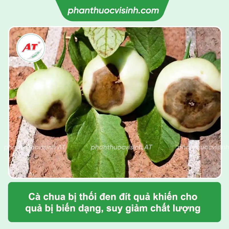 Cà chua bị thối quả: Phòng trừ nhanh chóng, an toàn