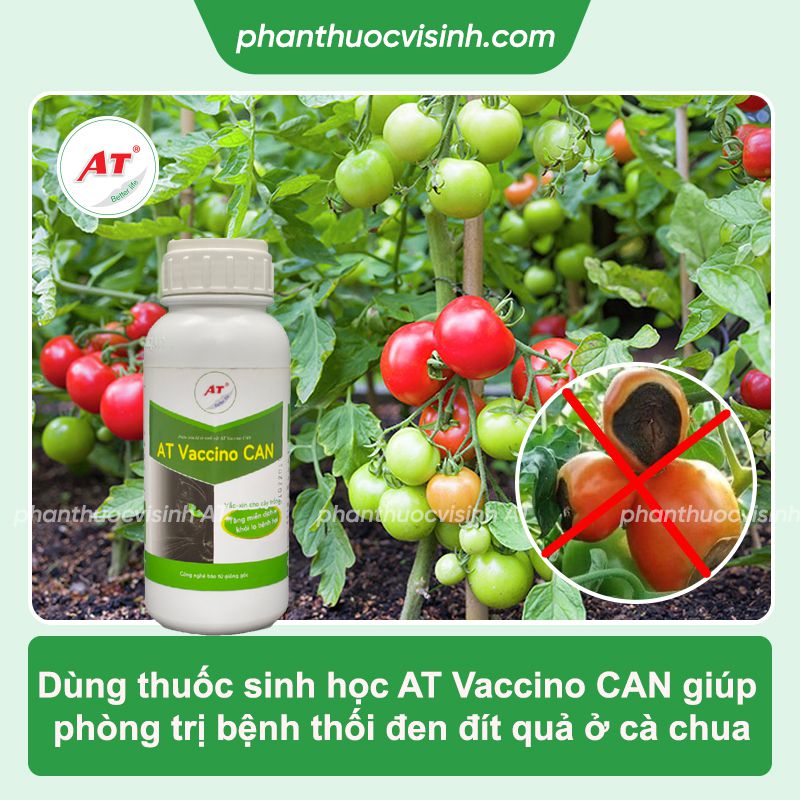 Cà chua bị thối quả: Phòng trừ nhanh chóng, an toàn