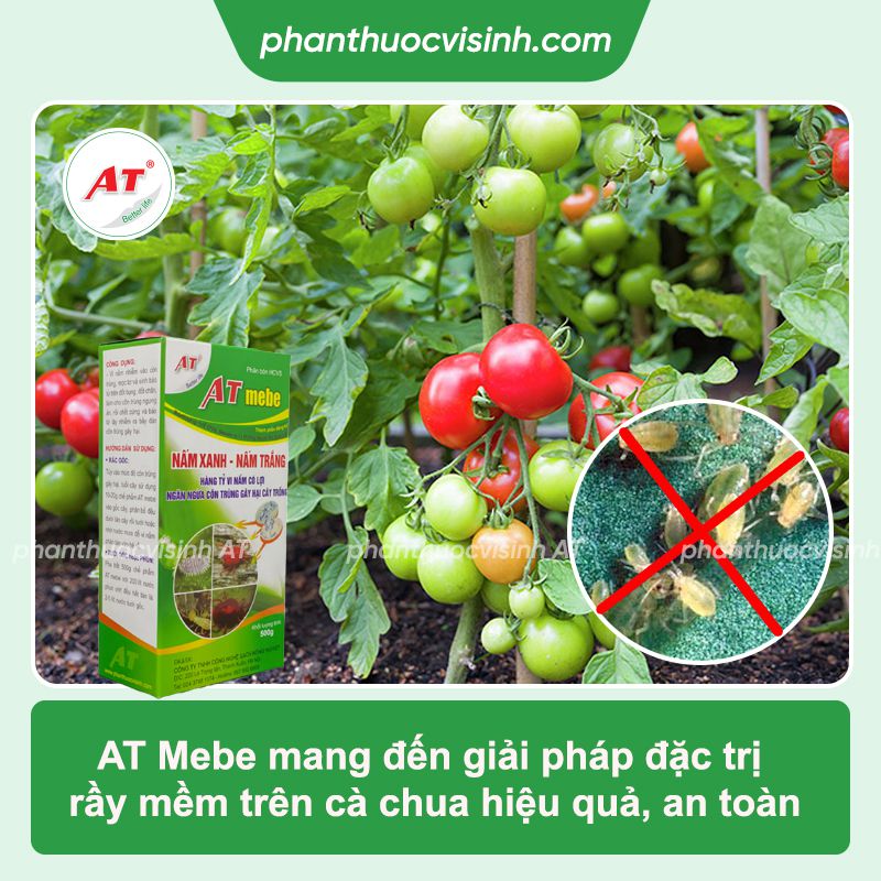 Rầy mềm hại cà chua: Phòng trừ hiệu quả, an toàn