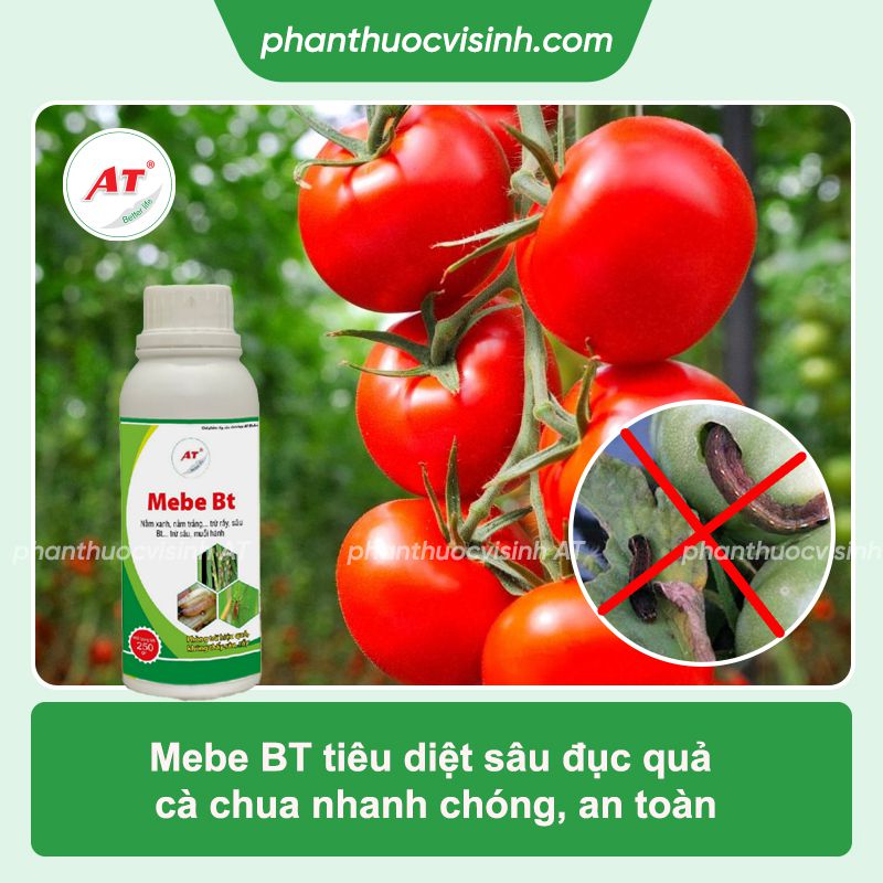 Sâu đục quả cà chua: Phòng trừ hiệu quả, an toàn
