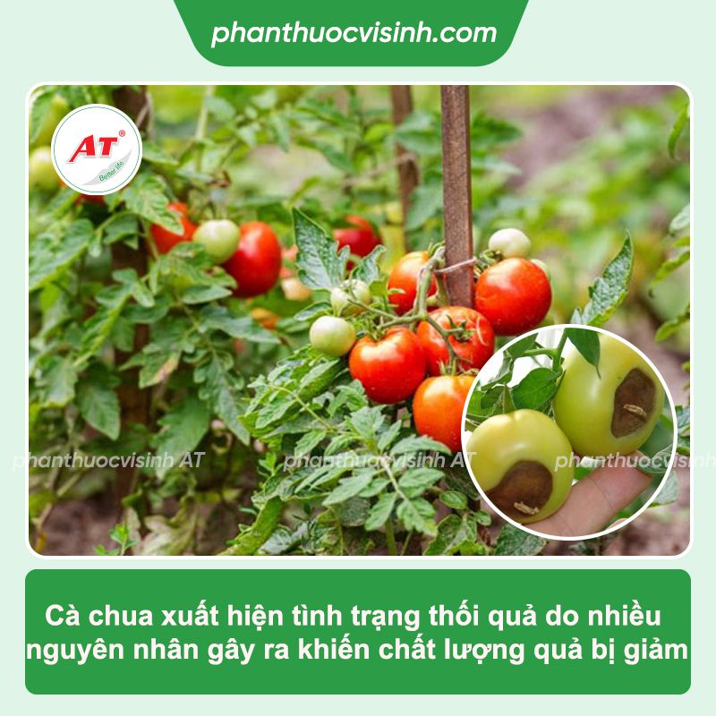 Cà chua bị thối quả: Phòng trừ nhanh chóng, an toàn