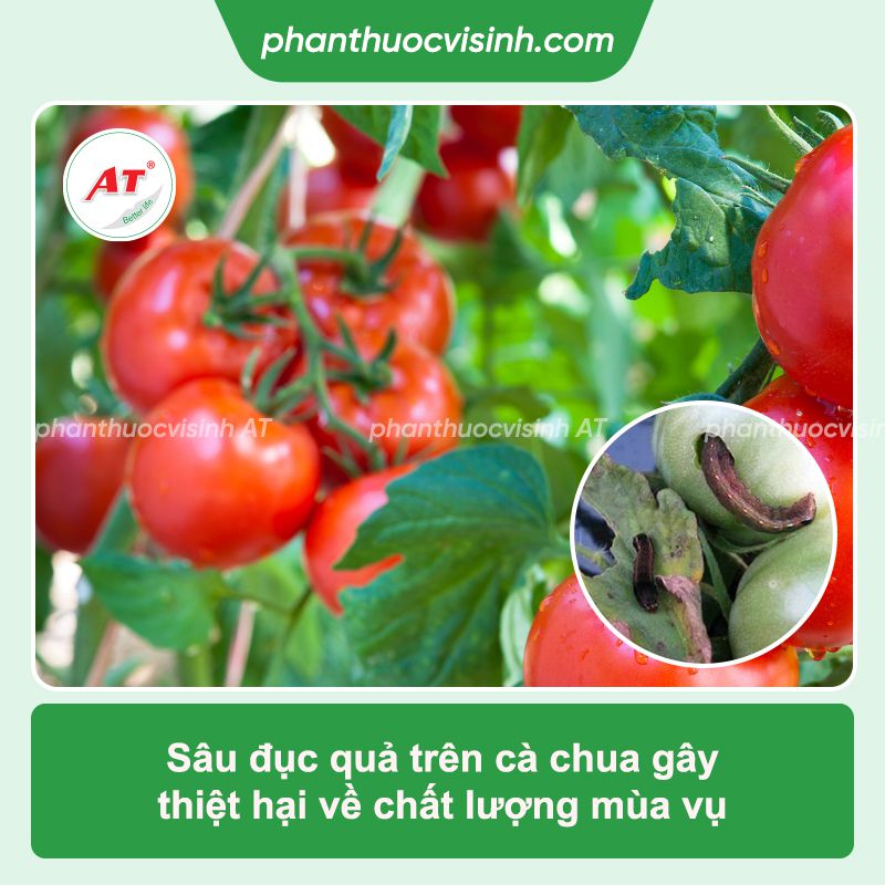 Sâu đục quả cà chua: Phòng trừ hiệu quả, an toàn
