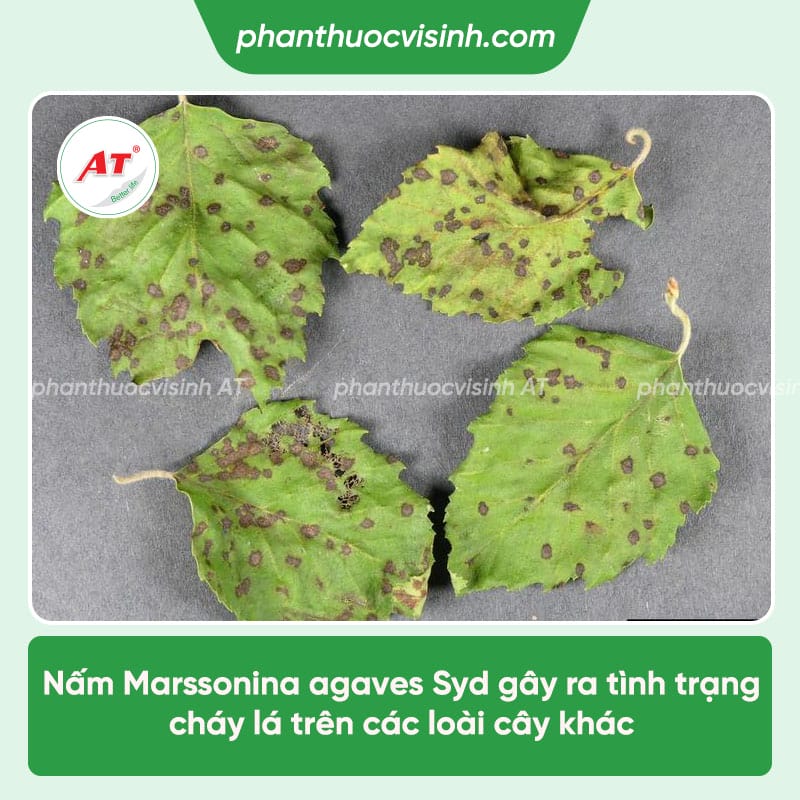 Bệnh nám cành thanh long: Nguyên nhân & Cách điều trị