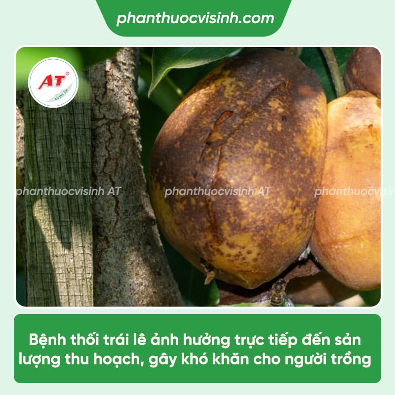 Cách phòng ngừa bệnh thối trái lê an toàn, hiệu quả