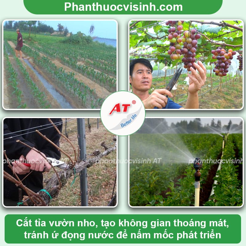 Bệnh phấn trắng nho: Nguyên nhân & Cách phòng ngừa hiệu quả
