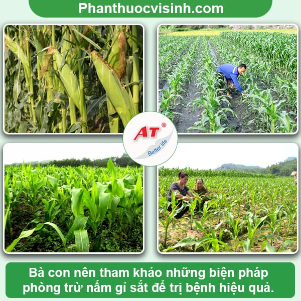 Biện pháp phòng trị bệnh gỉ sắt ngô tận gốc