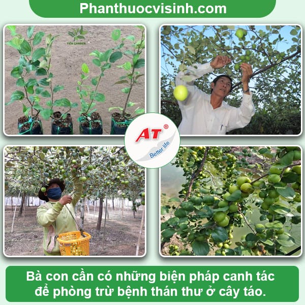 Bệnh thán thư cây táo: Nguyên nhân gây ra và cách trị tận gốc