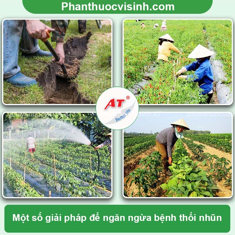 Nguyên nhân bệnh thối nhũn trên cây ớt và cách phòng trị