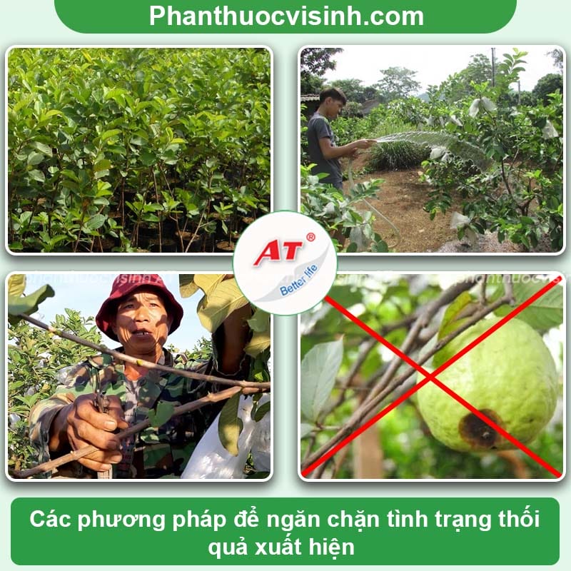 Ổi bị thối trái gây ra những tác hại gì và cách điều trị