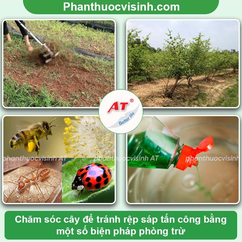 Rệp sáp hại táo gây ra hậu quả gì và cách ngăn ngừa
