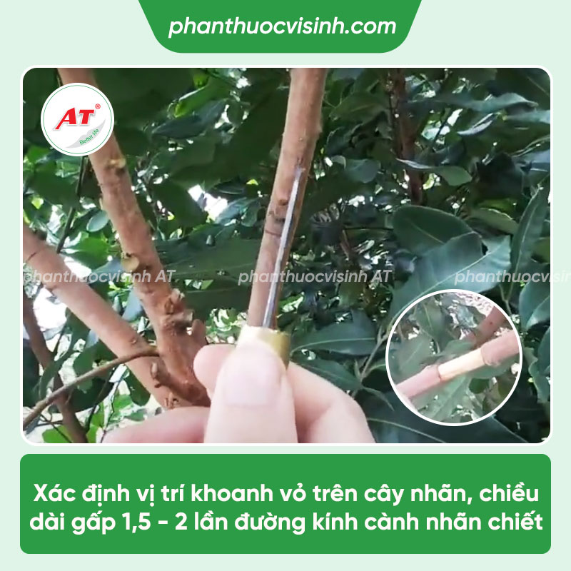 Cách chiết cành nhãn đơn giản, tỷ lệ thành công cao