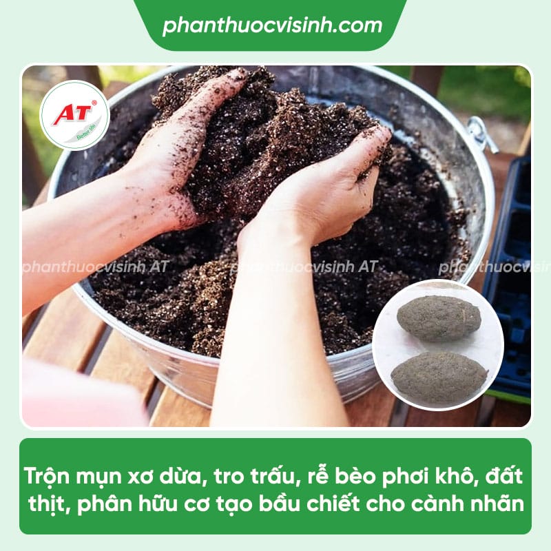 Cách chiết cành nhãn đơn giản, tỷ lệ thành công cao