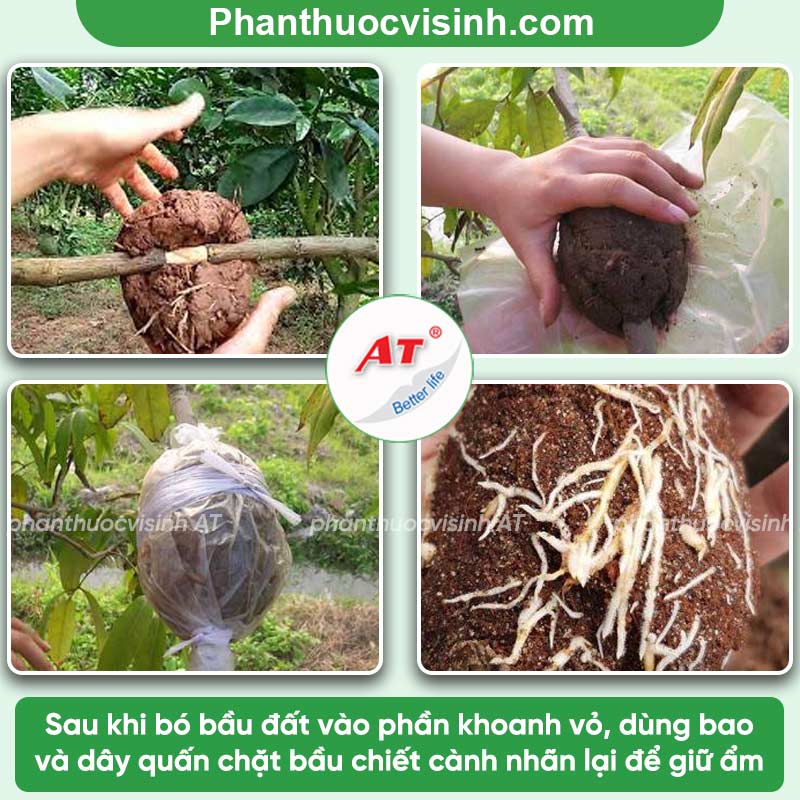 Cách chiết cành nhãn đơn giản, tỷ lệ thành công cao