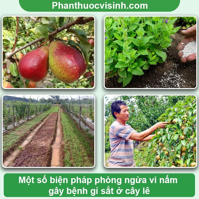 Nhận biết bệnh gỉ sắt cây lê & Cách phòng trừ hiệu quả