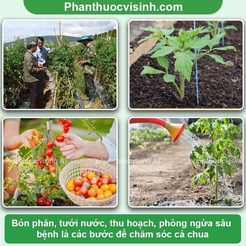 Cách chăm sóc cà chua sai quả và những lưu ý khi trồng cà