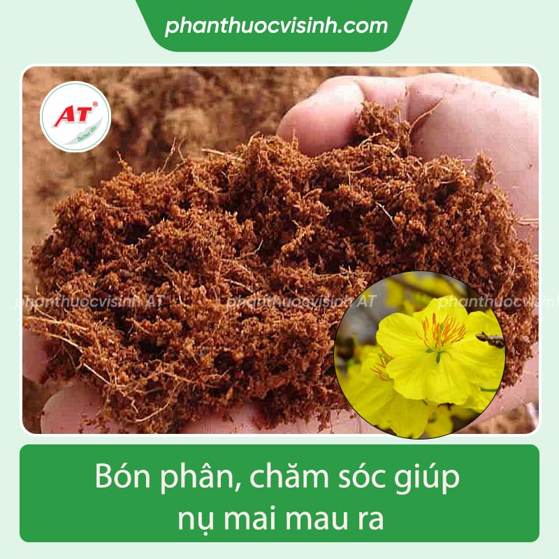 Cách làm mai nhanh nở, ra hoa cho kịp tết Nguyên Đán 2024