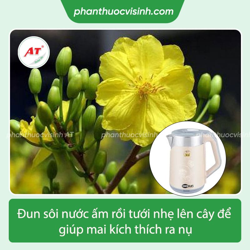 Cách làm mai nhanh nở, ra hoa cho kịp tết Nguyên Đán 2024