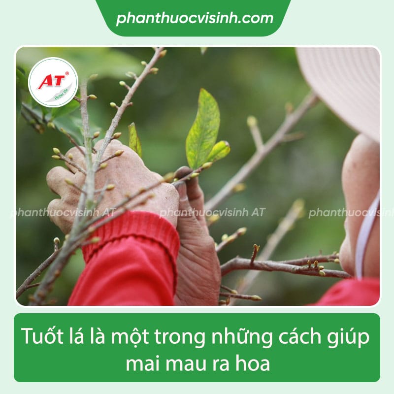 Cách làm mai nhanh nở, ra hoa cho kịp tết Nguyên Đán 2024