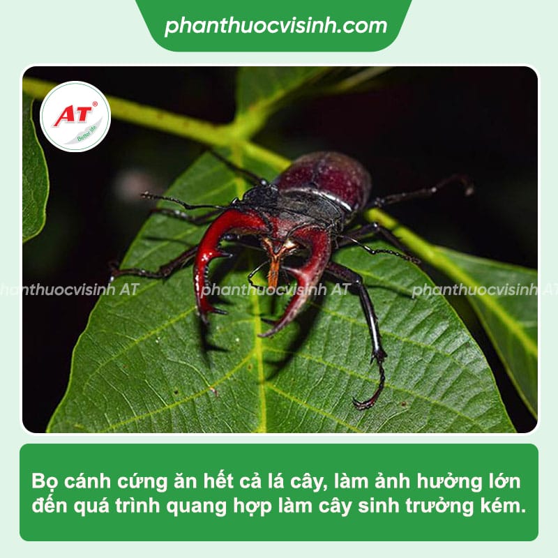 Cách phòng trị bọ cánh cứng hại nhãn triệt để, an toàn 2 Bọ cánh cứng hại nhãn: Cách phòng trị hiệu quả, an toàn