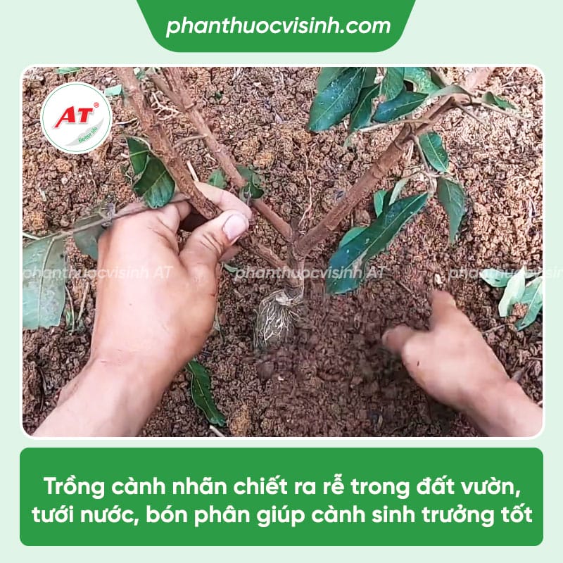 Cách chiết cành nhãn đơn giản, tỷ lệ thành công cao