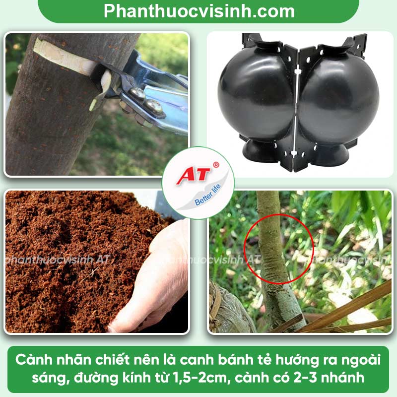 Cách chiết cành nhãn đơn giản, tỷ lệ thành công cao