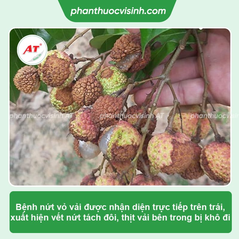 Cách phòng trị bệnh nứt quả vải và nguyên nhân do đâu