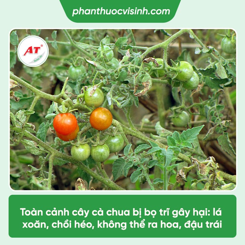 Bọ trĩ hại cà chua: Nguyên nhân & Cách phòng trừ hiệu quả