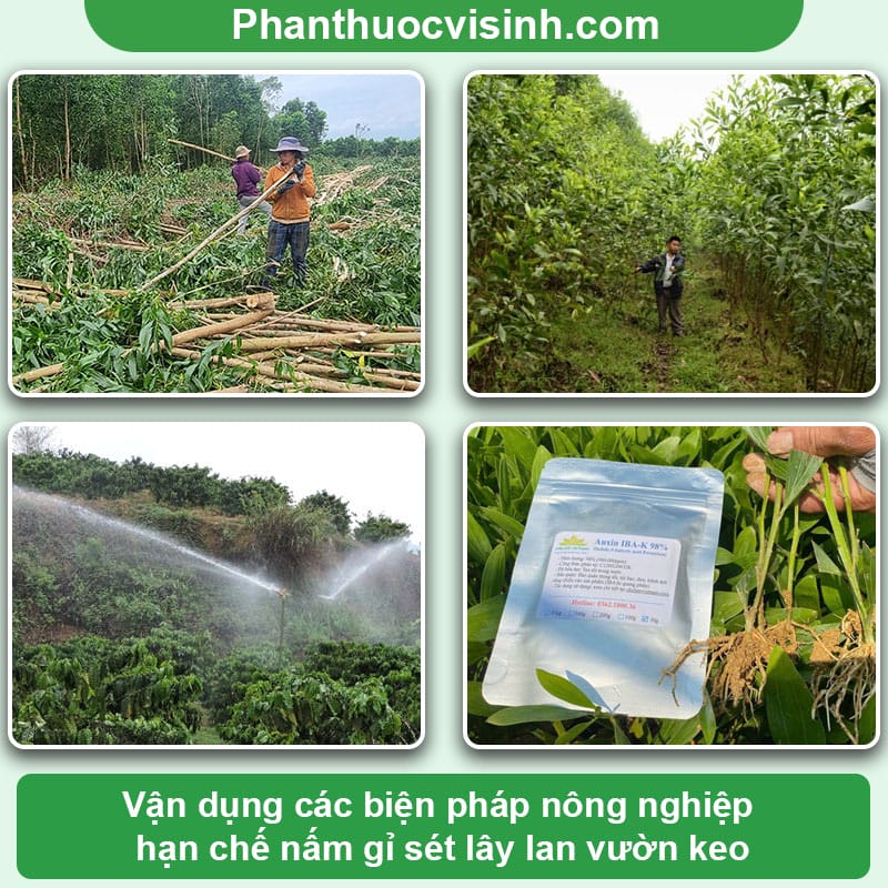 Nguyên nhân bệnh rỉ sắt trên cây keo & Cách phòng trừ hiệu quả