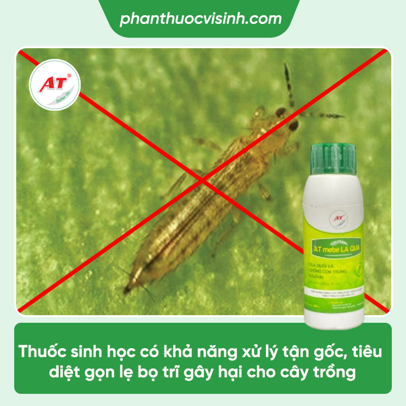 Thuốc trị bọ trĩ tận gốc, hiệu quả lâu dài - AT mebe La Qua