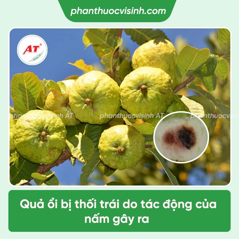 Ổi bị thối trái gây ra những tác hại gì và cách điều trị