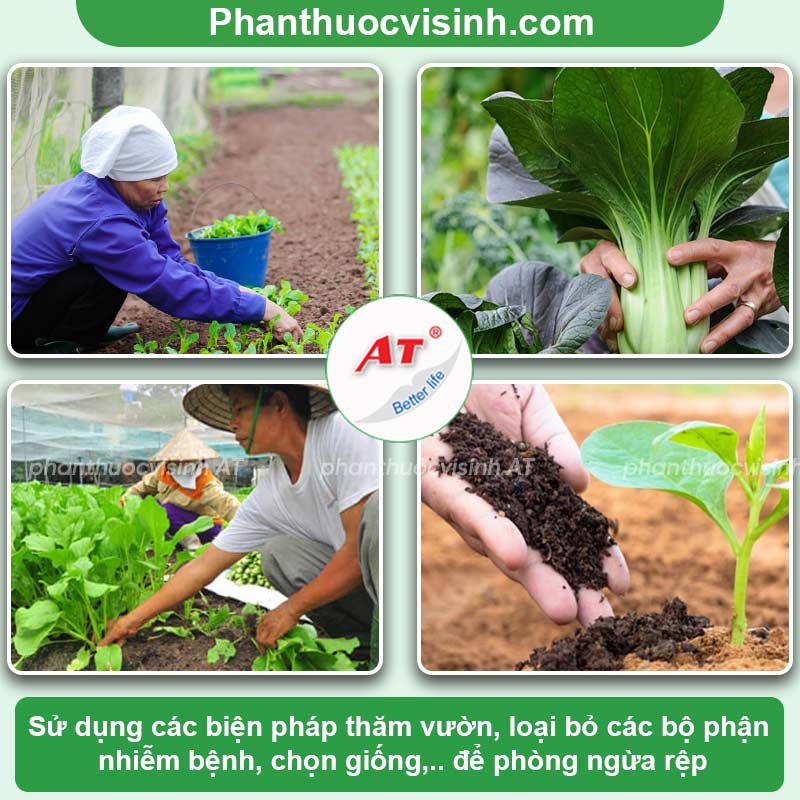 Phương pháp phòng trừ rệp hại rau cải hiệu quả