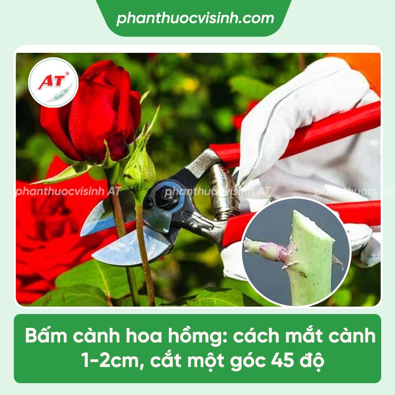 Thuốc kích ra hoa hồng - AT Phân hóa mầm hoa hiệu quả 3 Thuốc kích ra hoa hồng - AT Phân hóa mầm hoa hiệu quả