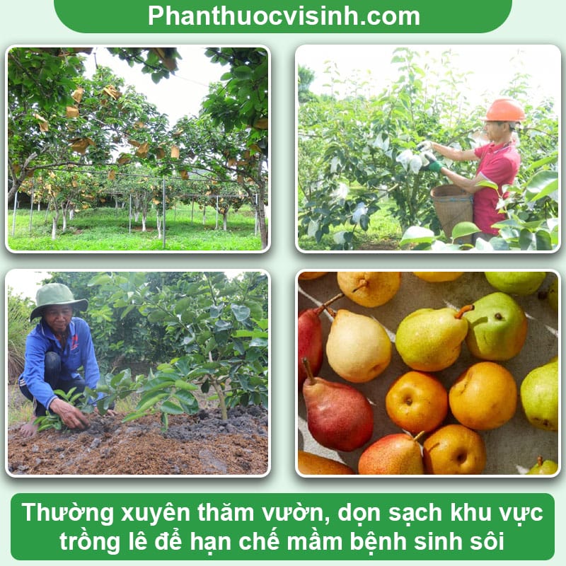 Cách phòng ngừa bệnh thối trái lê an toàn, hiệu quả