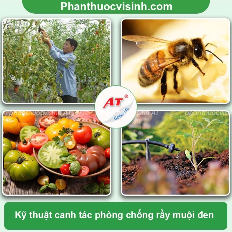 Cách phòng trừ rầy muội đen hại cà chua triệt để & an toàn 3 Phòng trừ rầy muội đen hại cà chua an toàn, hiệu quả