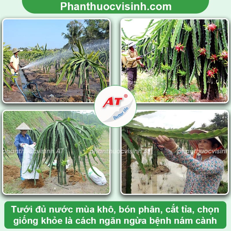 Bệnh nám cành thanh long: Nguyên nhân & Cách điều trị