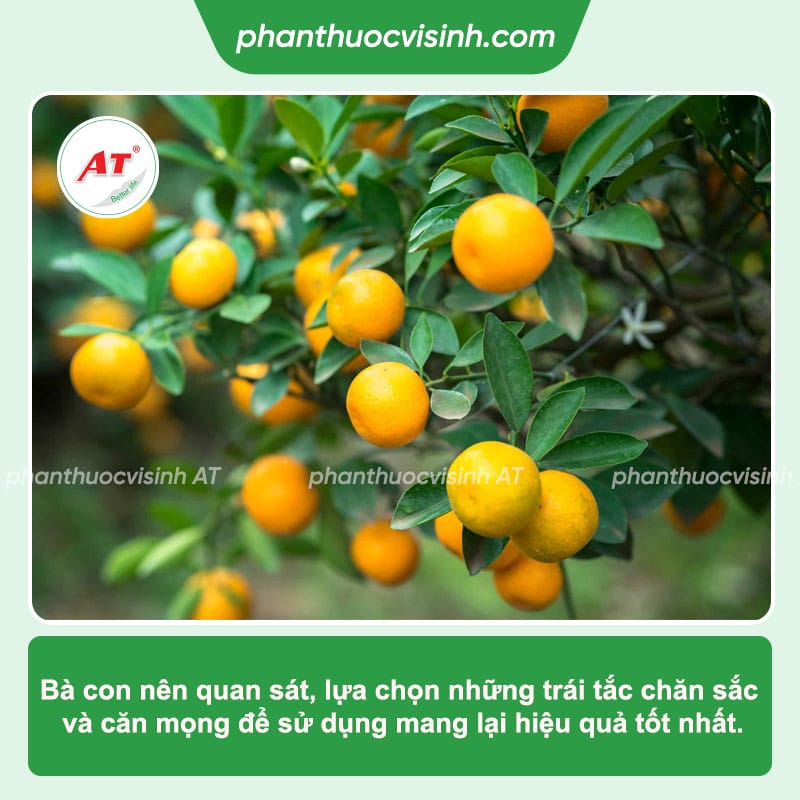 Trái tắc có tác dụng gì đối với sức khỏe của con người