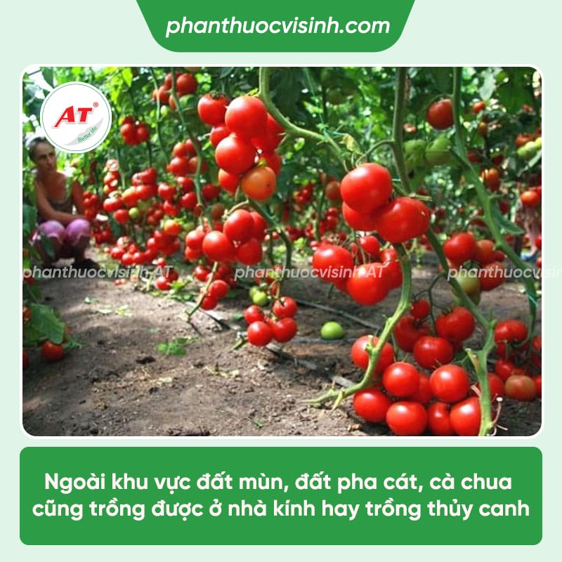 Cách chăm sóc cà chua sai quả và những lưu ý khi trồng cà