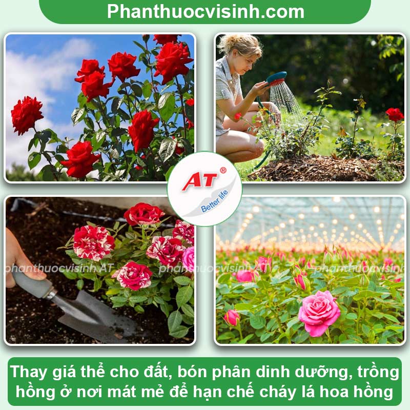 Bệnh cháy lá hoa hồng: Nguyên nhân & Cách điều trị dứt điểm