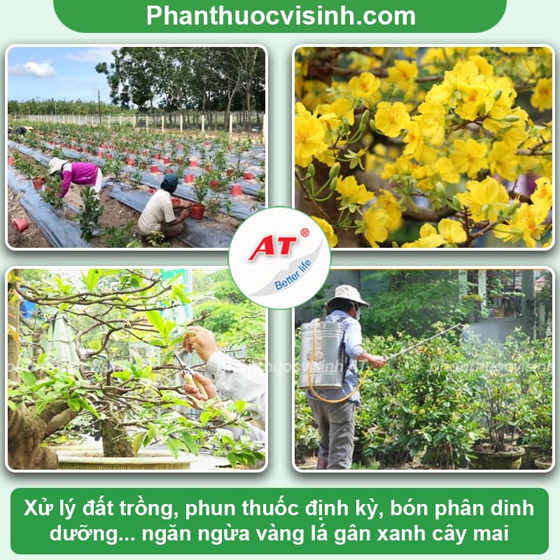 Cách xử lý triệt để bệnh sương mai trên hoa la