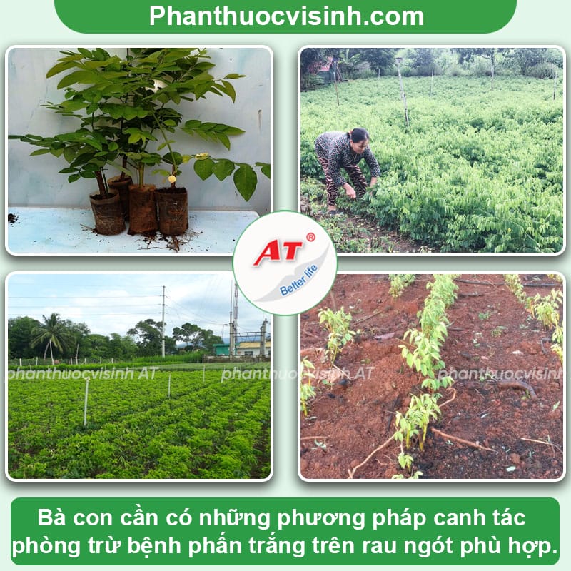 Bệnh phấn trắng trên rau ngót: Cách phòng bệnh và trị dứt điểm