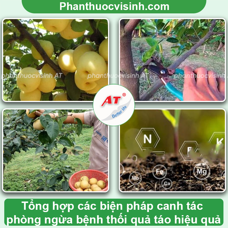 Cách phòng trị bệnh thối quả táo hiệu quả & Nguyên nhân