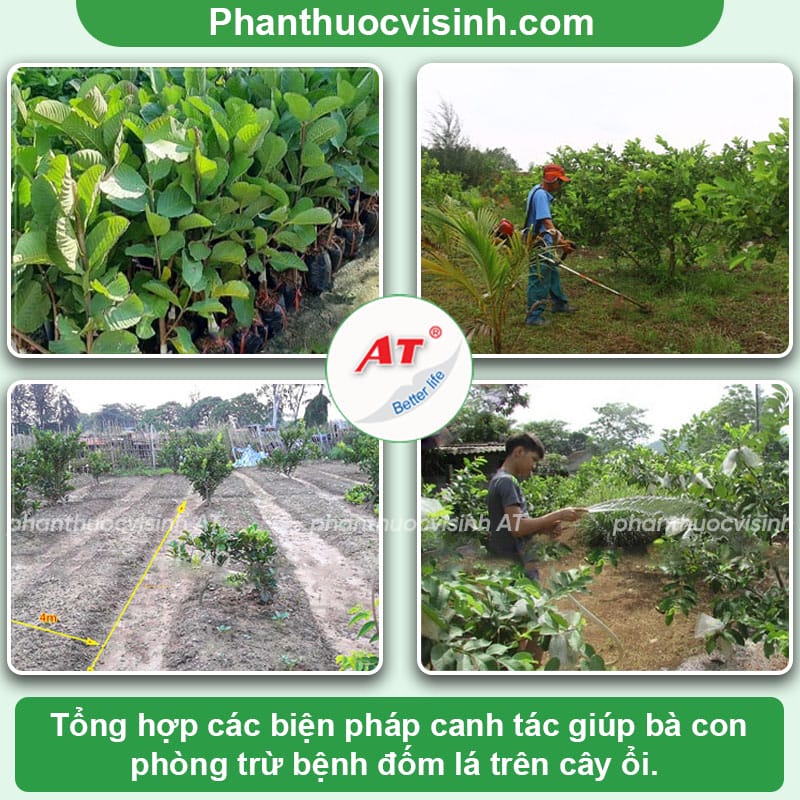 Bệnh đốm lá trên cây ổi: Dấu hiệu và cách phòng trừ triệt để