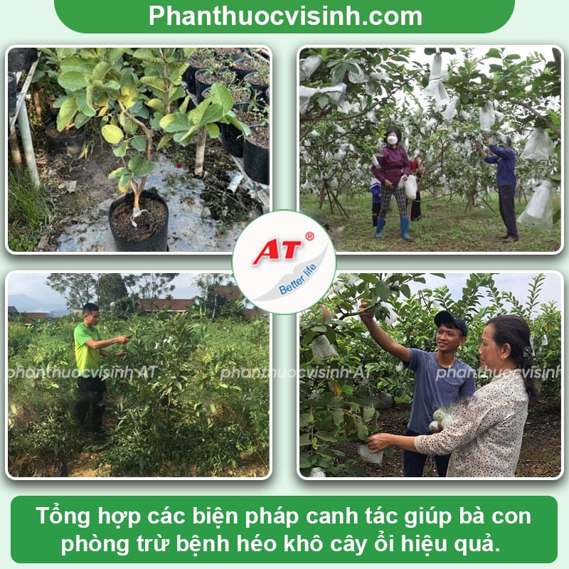 Bệnh héo khô cây ổi: Nguyên nhân và các biện pháp phòng trừ