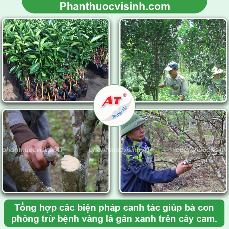 Cách phòng trị bệnh vàng lá gân xanh trên cây cam hiệu quả