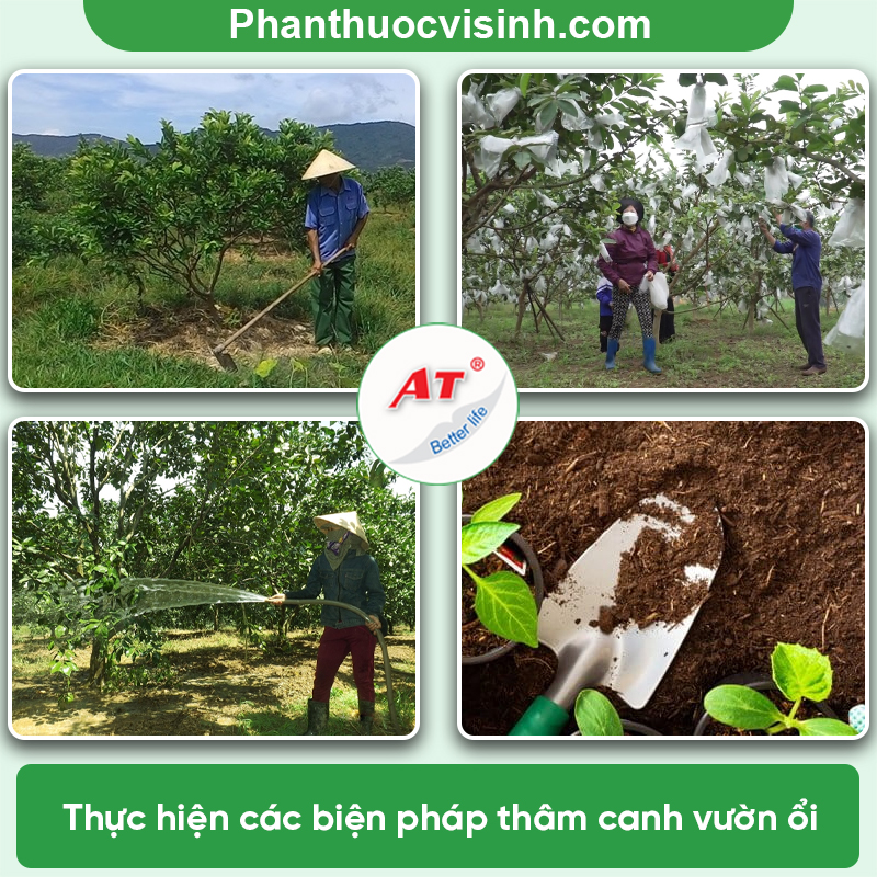 Bệnh đốm rong trên cây ổi và cách phòng trị