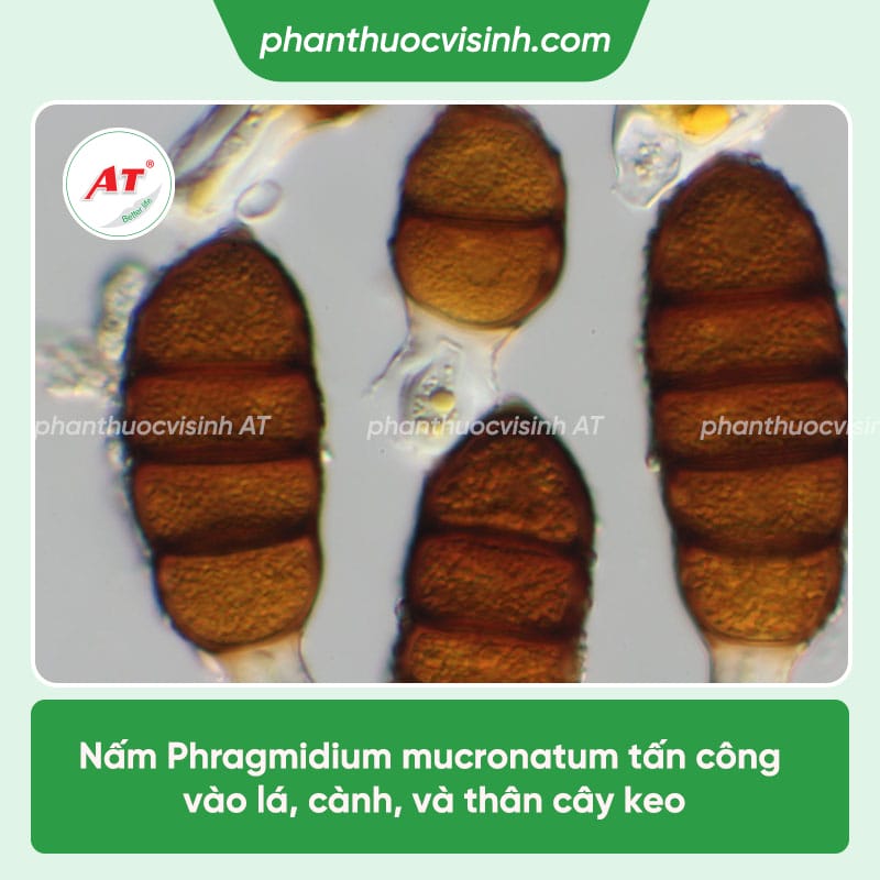 Nguyên nhân bệnh rỉ sắt trên cây keo & Cách phòng trừ hiệu quả